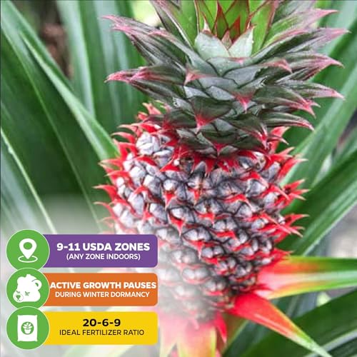 Florida Special Pineapple Live Plant (Florida Special)