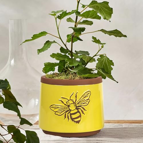 YBX Terracotta Pots Inch with Drainage Holes (6+4 Inch / Yellow)