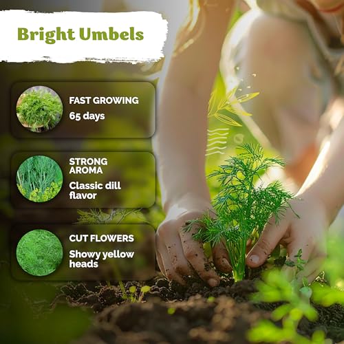 1 250 Dill Heirloom Herb Seeds for Planting