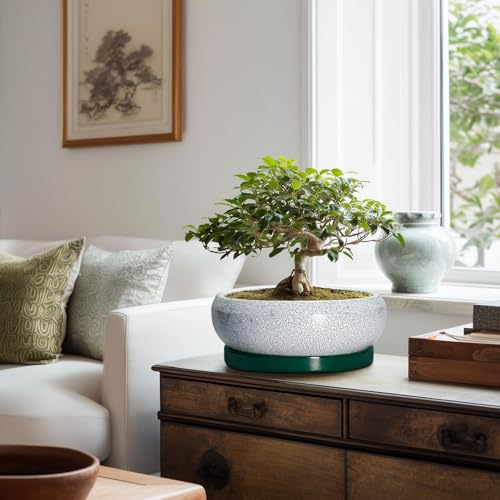 Succulent Planters 10 Inch (10 Inch / Blackish Green-white)