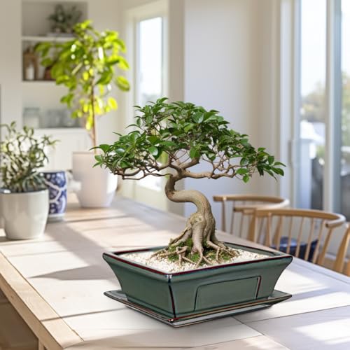 Set of 2 Large Bonsai Pots with Drainage Tray (Green / 10"x7.4"x3.1")