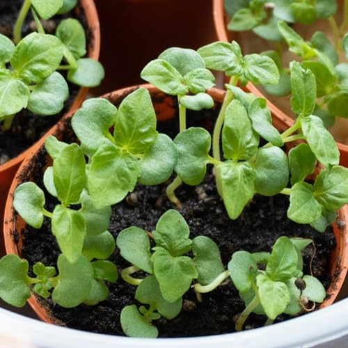 Green Shiso Seeds to Plant Heirloom Non (5 Packs)