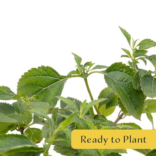 3 Dallas Red Lantana in 2.5” Nursery Cubes (3 Dallas Red Lantana)