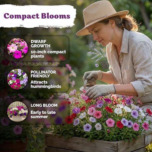 2 000 Mix Dwarf Petunia Heirloom Flower Seeds for Planting