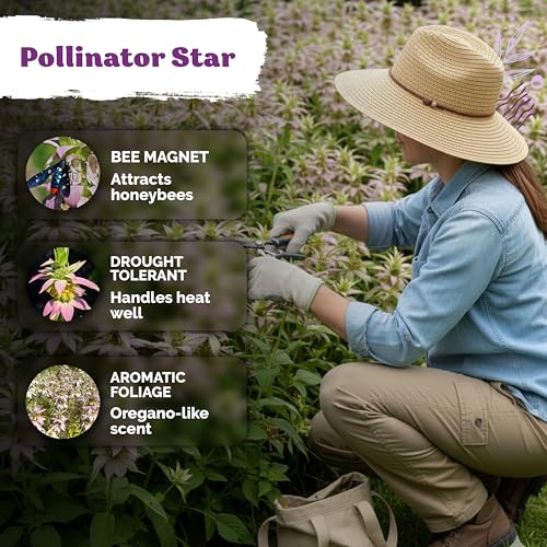 350 Spotted Bee Balm Heirloom Flower Seeds for Planting