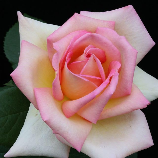 Heirloom Hybrid Tea Roses (The Lady)