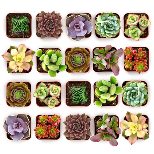 Colorful Succulent Plant Pack 2" Grow Pot Pack of 256 (256 Count)