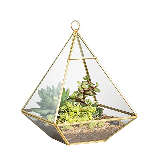 Geometric Glass Terrarium for Succulent