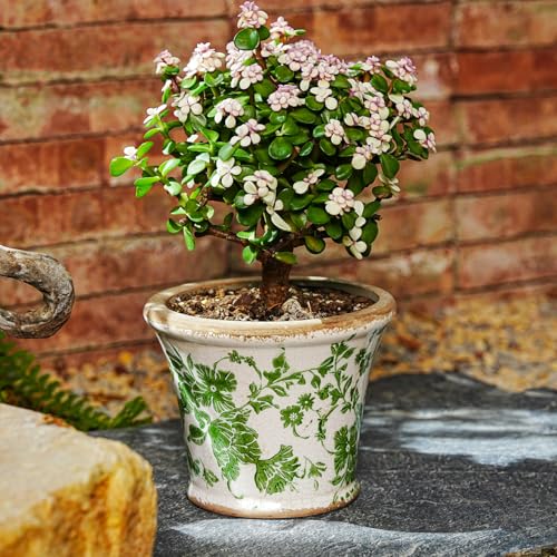 Ceramic Flower Pots (Round - 2pcs - Green & Pink)