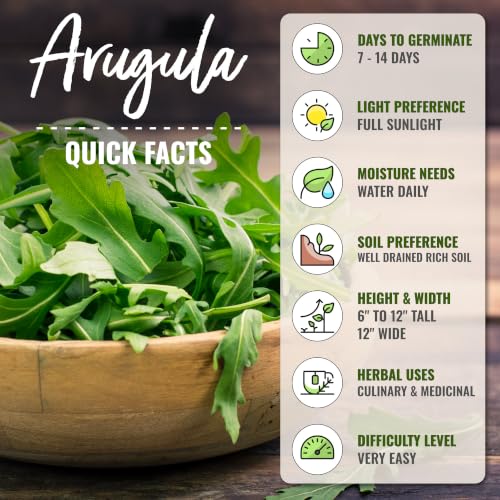 Arugula Seeds to Plant Heirloom Non (5 Packs)