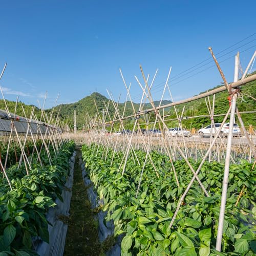 Plant Stakes 3FT Natural Bamboo Garden Stakes (25 Count)