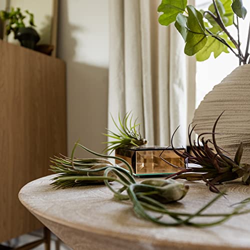 Air Plants Bulk (25 Count)