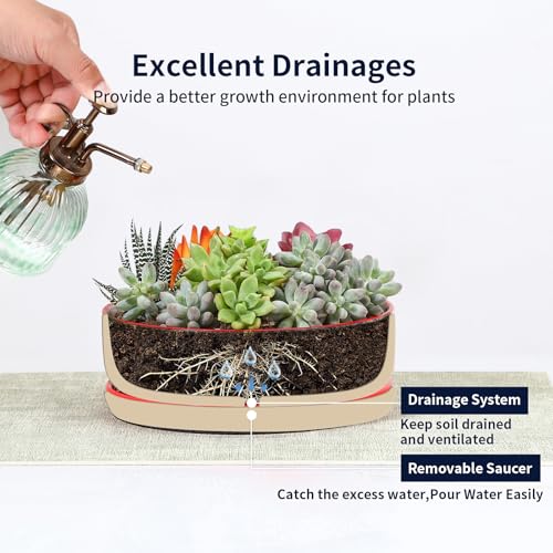 Ceramic Succulent Pots (Assorted Colors / 8 inch)