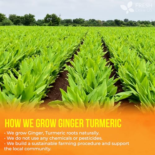 Premium 210 Ginger Turmeric Tea Bags (210 Tea Bags)