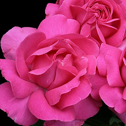 Heirloom Hybrid Tea Roses (Grande Dame)