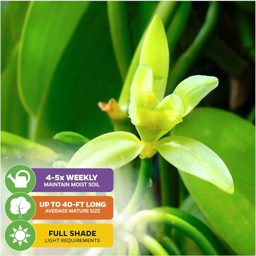 Vanilla Bean Orchid