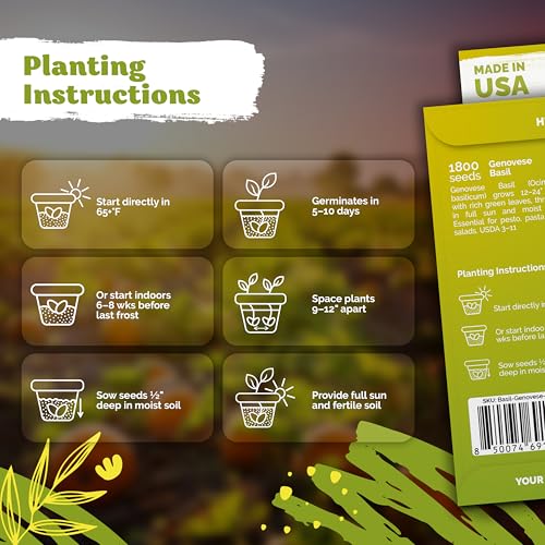 1 800 Genovese Basil Heirloom Herb Seeds for Planting