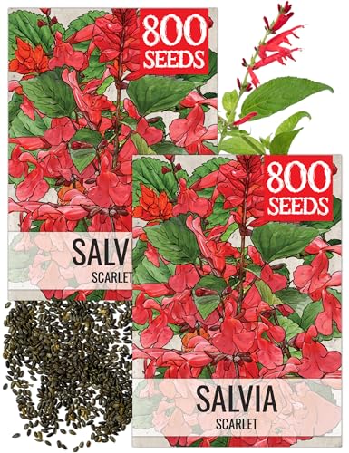 Scarlet Sage Seeds to Plant Perennial Red Salvia 2 Packs (2 Packs / Scarlet Salvia)