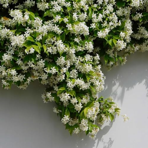 Daisy Ship Star Jasmine Trachelospermum (2-Pack (Cup) / jasmine-star)