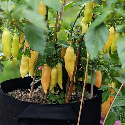Yellow Banana Pepper Chili Live Plant (Yellow)