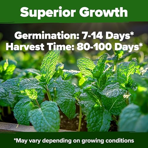 Peppermint Seeds