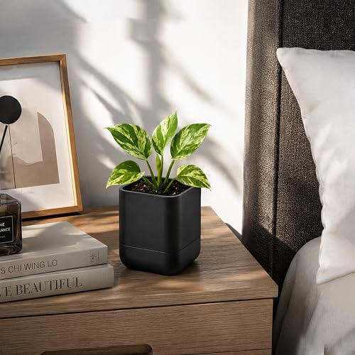 3.5 Inch Wall Mounted Self (3.5" (6 Pack) / Black)