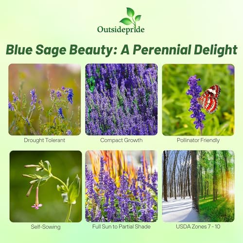 Blue Sage Seeds (4 Ounce)