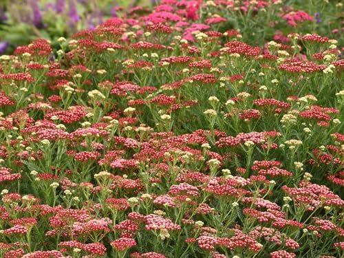 Live Perennial Plants (5 Count)