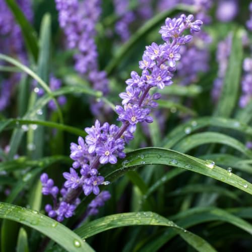 Big Blue Liriope Muscari