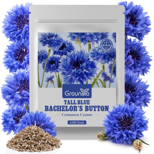 Bachelor Button Seeds Tall Blue 6000+ Seeds
