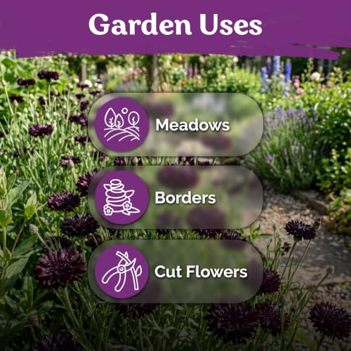 800 Black Ball Cornflower Heirloom Flower Seeds