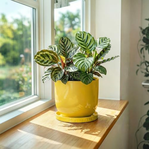 Plant Trays for Pots 5.6 Inch (5.6" / Yellow)
