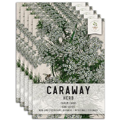 Herb Seeds to Plant Caraway (5 Packs)