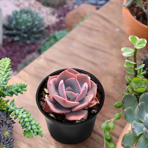 Echeveria 'Dusty Rose' Live Rare Mini Succulent (Echeveria 'Dusty Rose')