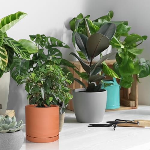 Terracotta Plant Pot with Saucer