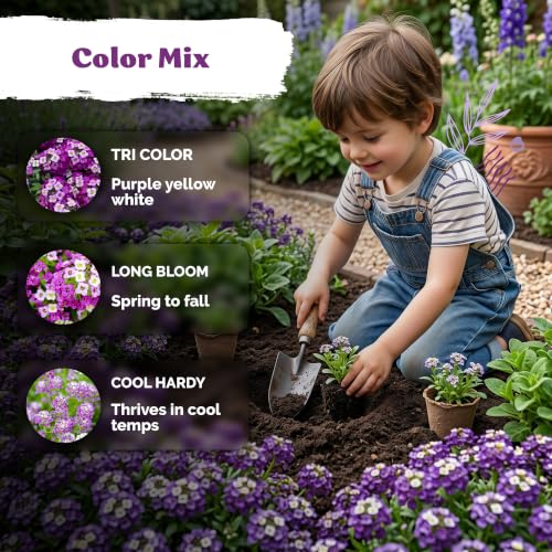 5 000 Royal Carpet Sweet Alyssum Heirloom Flower Seeds