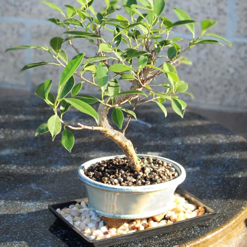 Small Live Ficus Bonsai Tree (8-16 Inches)