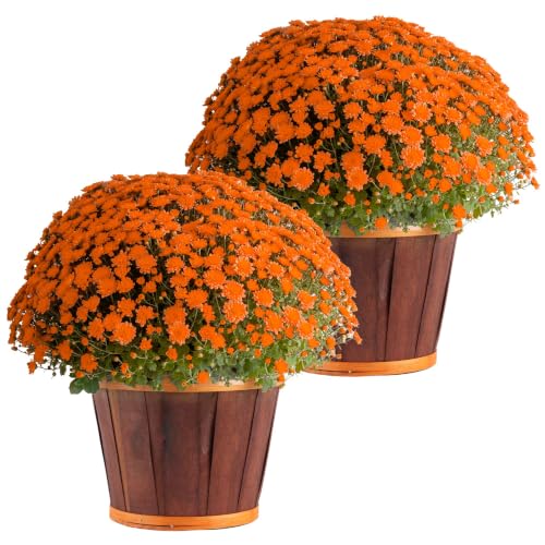 Garden Mums Live Outdoor Plant (Bushel Basket Flower Pot / 3 Qt. (Pack of 2) / Orange)