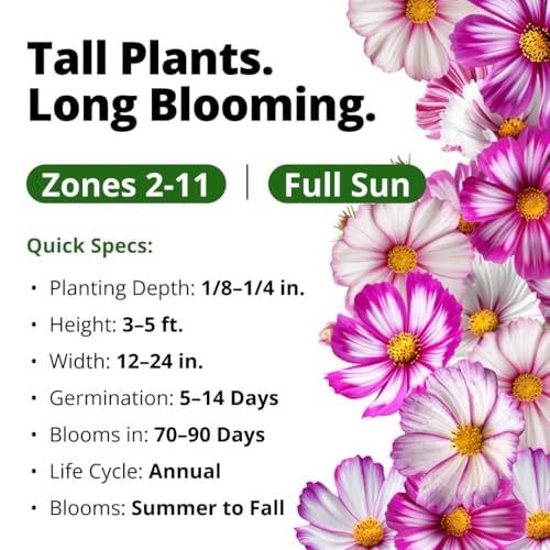 Cosmos Candystripe 600 Flower Seeds Cosmos bipinnatus
