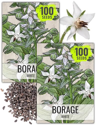 Herb Seeds to Plant White Borage Heirloom Non (2 Packs)