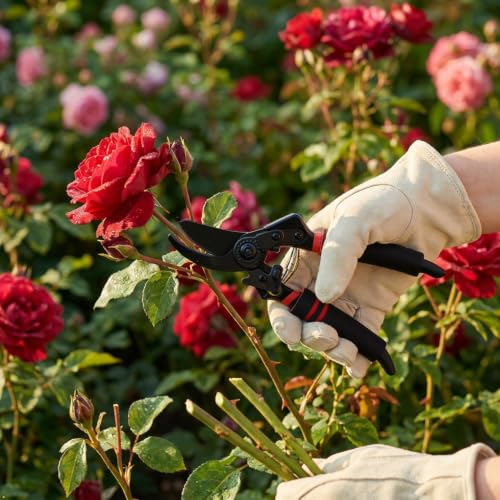 Ultra Sharp Germany Titanium Steel Pruning Shears (Bypass)