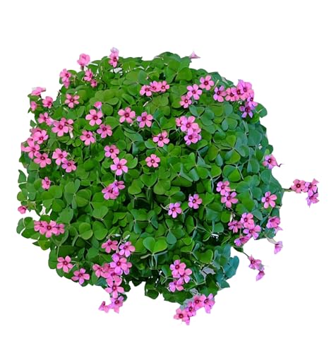 24 Pack Iron Cross Shamrock Plant Bulbs (24 Count)