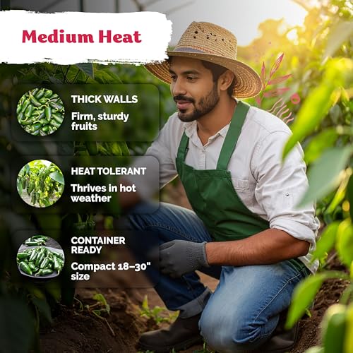 250 Jalapeno Peppers M Heirloom Vegetable Seeds