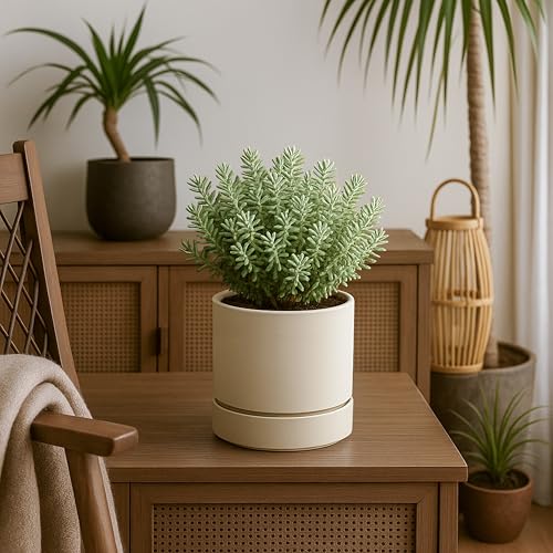 6 Inch Planter Pot with Drainage Hole & Saucer (6" (4 Pack) / Oatmeal)