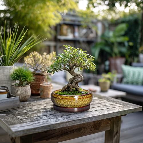 Small Bonsai Pots (6 Inch / Leopard Yellow)