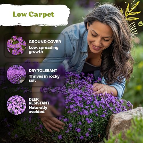 1 000 Purple Rock Cress Heirloom Flower Seeds