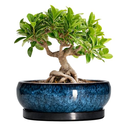 Bonsai Pots 8 Inch (8 Inch / Blue)
