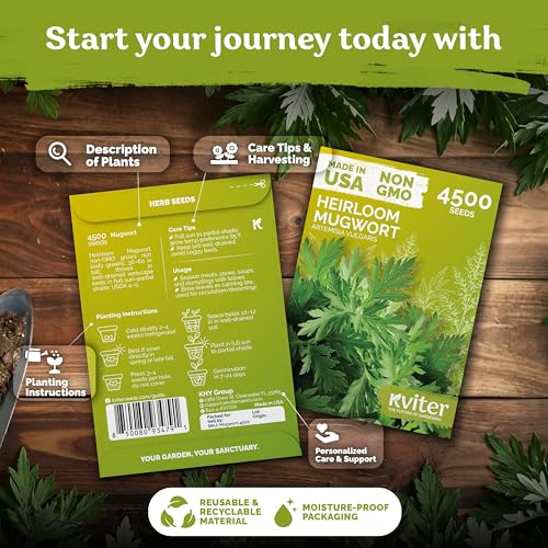4 500 Mugwort Heirloom Herb Seeds for Planting