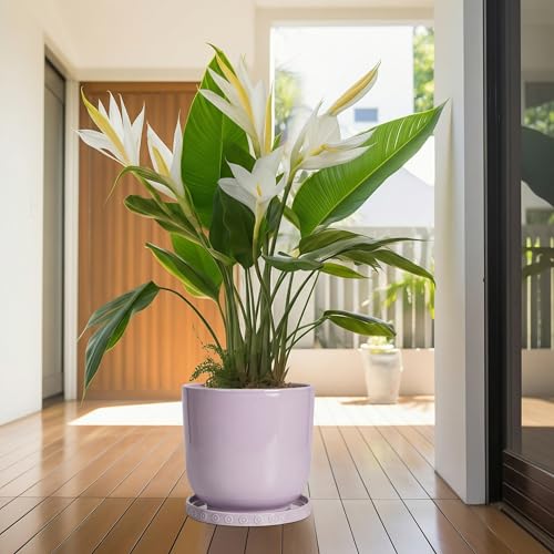 Ceramic Plant Saucer (11.4 Inch / Purple)