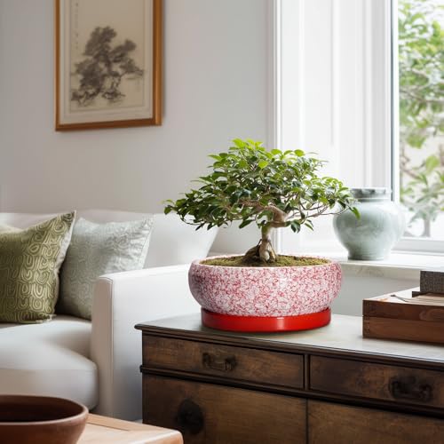Bonsai Pots 10 Inch (10 Inch / Red-white)